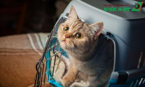 Các loại động vật cảnh bị cấm bay EVA Air bạn nên biết